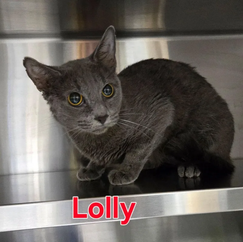 Lolly