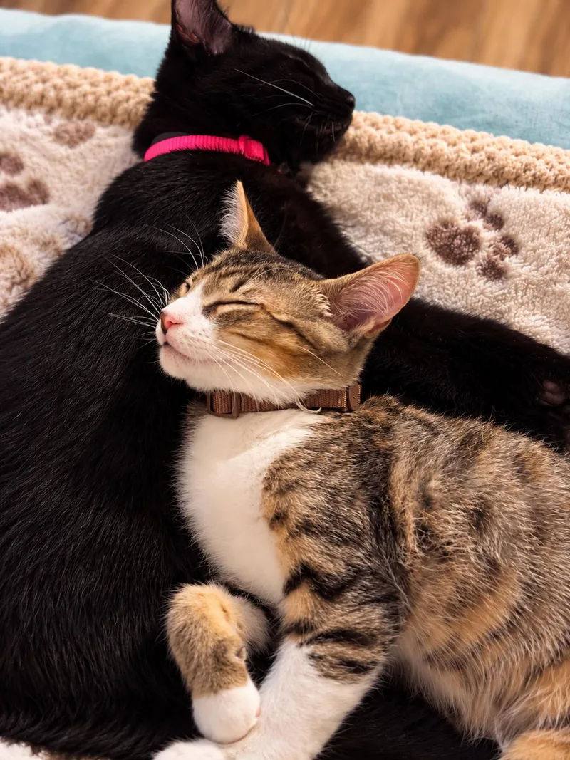 A baby medium-sized male Oriental Short Hair cat named Romie for adoption in Santa Cruz, CA