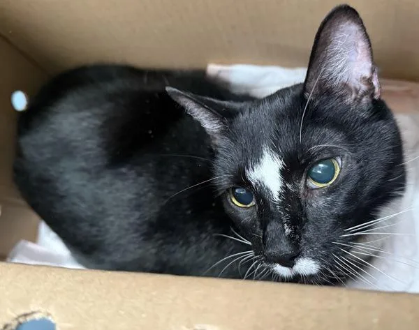 A senior medium-sized male Domestic Short Hair cat named Tails for adoption in Ridgewood, NY