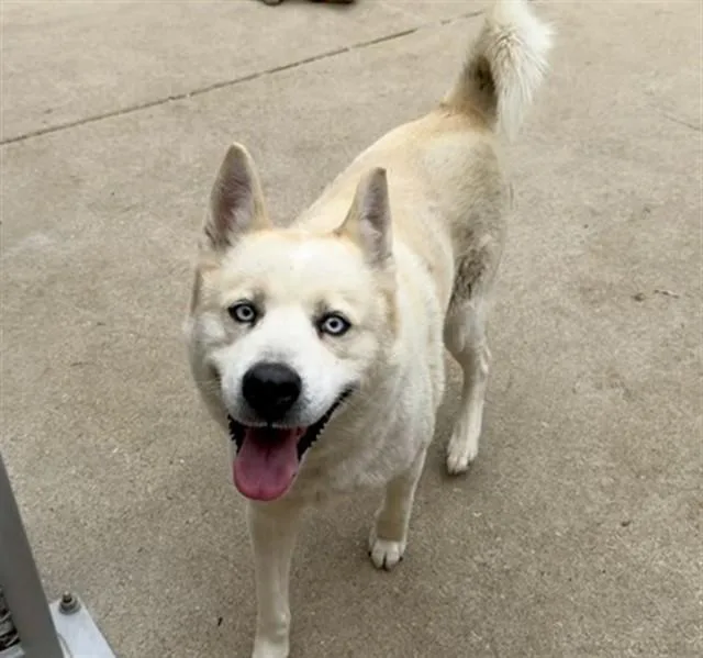 A young large-sized female Husky dog named Begonia for adoption in Aurora, IL