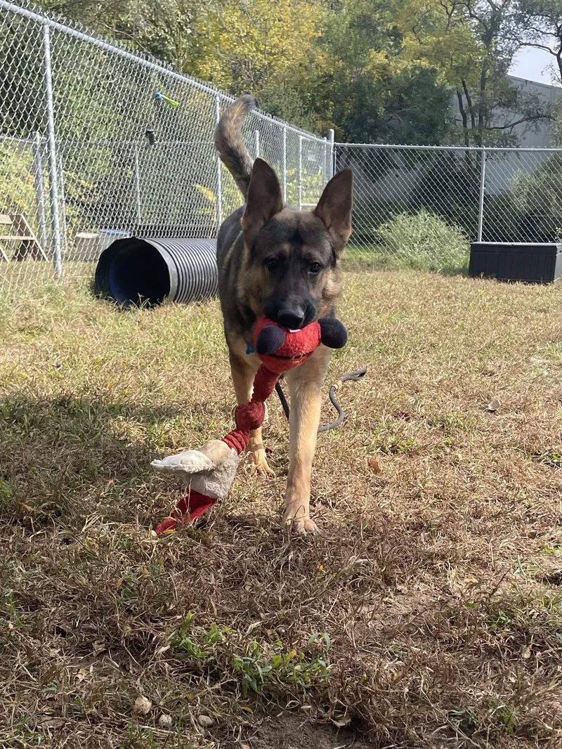 A young large-sized male Bicolor German Shepherd Dog named Bash for adoption in Mishawaka, IN
