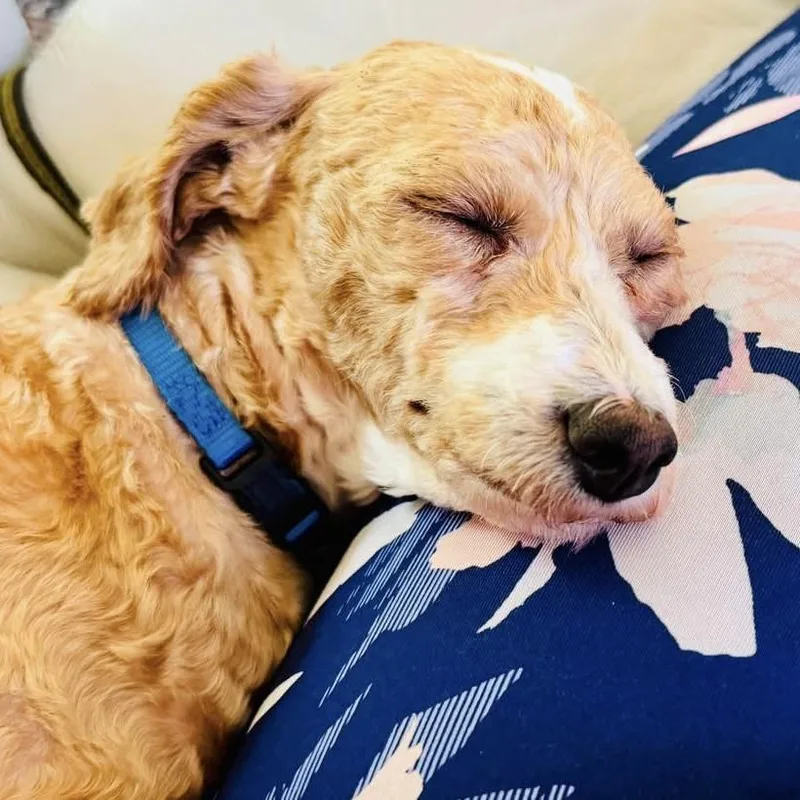 A young small-sized male Apricot / Beige Poodle dog named Teddy for adoption in Libertyville, IL