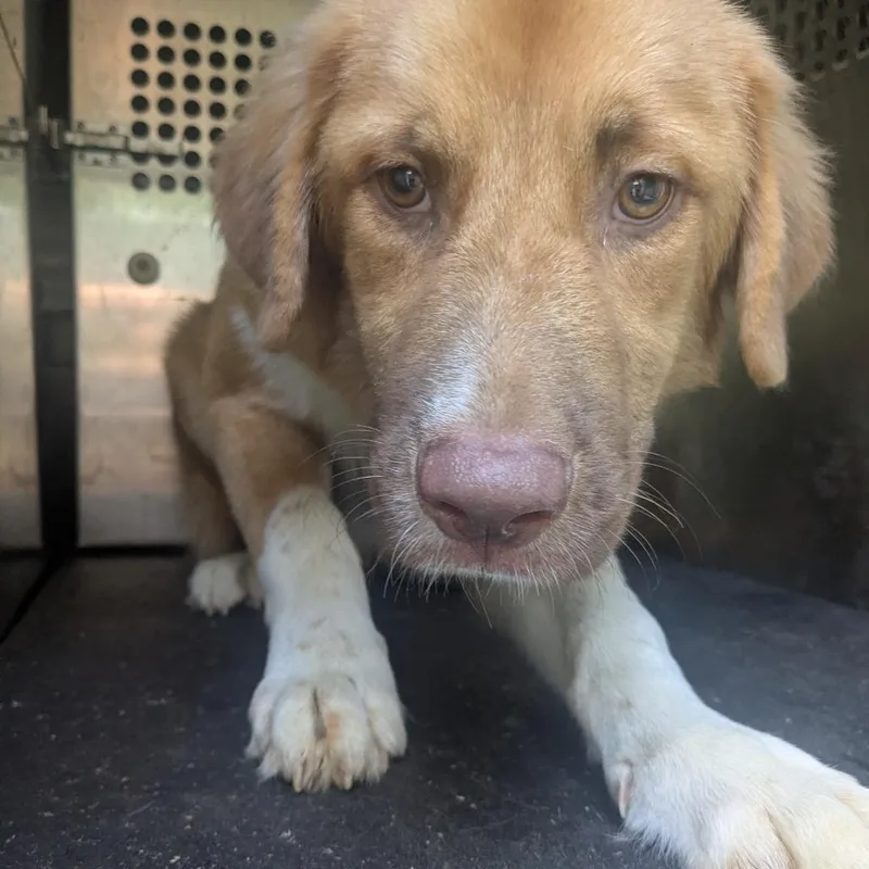 A young medium-sized male Shepherd dog named Hershey for adoption in Birmingham, AL