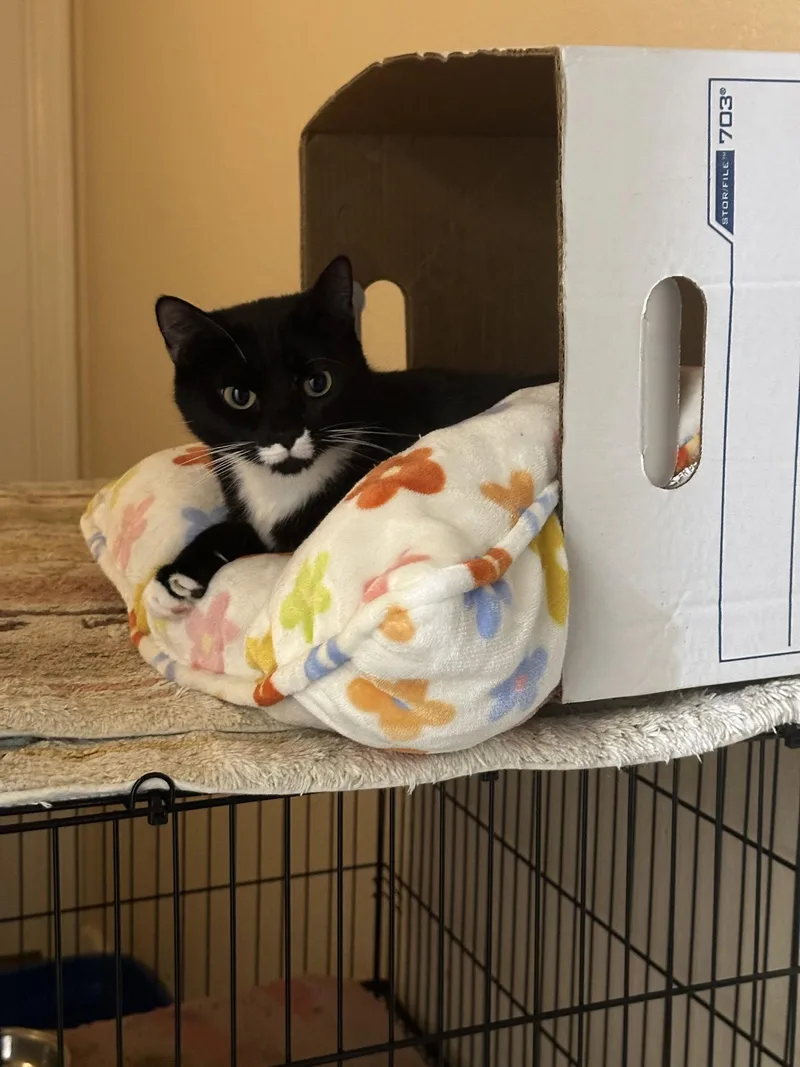An adult medium-sized female Tuxedo cat named Brigid for adoption in Phoenix, AZ