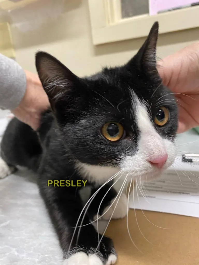 A baby medium-sized male Domestic Short Hair cat named Presley for adoption in Plattsburgh, NY