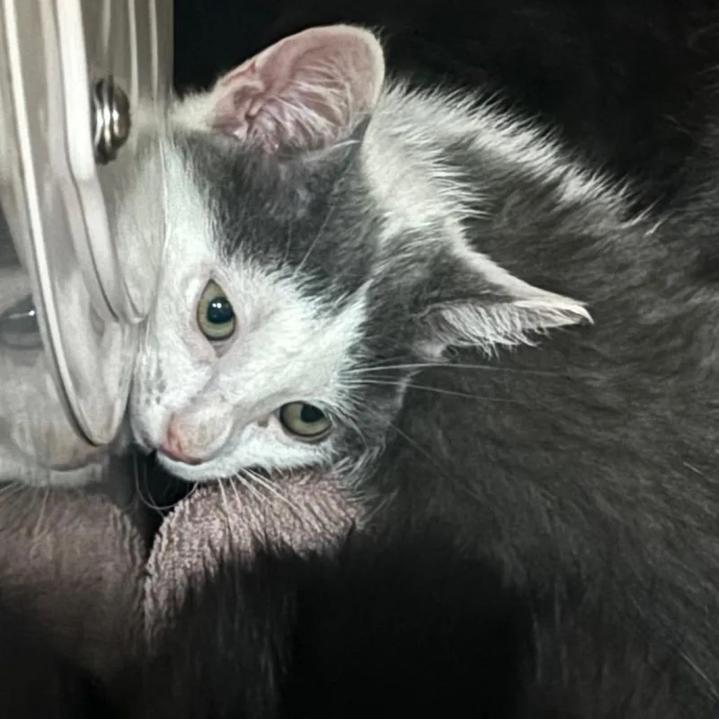 A baby small-sized female Gray / Blue / Silver Domestic Short Hair cat named Tech Deck for adoption in Newark, NJ