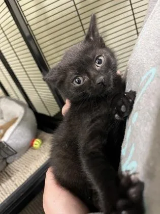 A baby medium-sized male American Shorthair cat named Barrington for adoption in Cashiers, NC