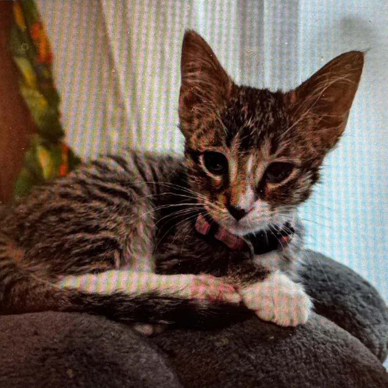 A baby small-sized female Brown / Chocolate Domestic Short Hair cat named Lola for adoption in Wheeling, IL