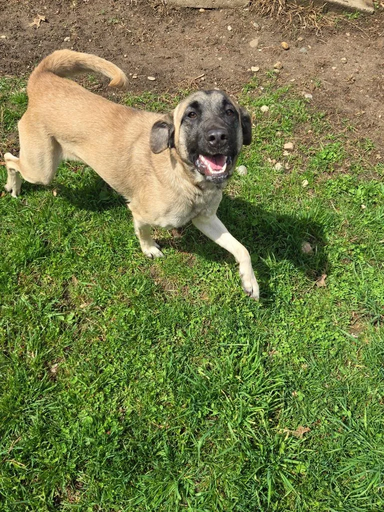 A young medium-sized female Anatolian Shepherd dog named Fauna for adoption in Angola, IN
