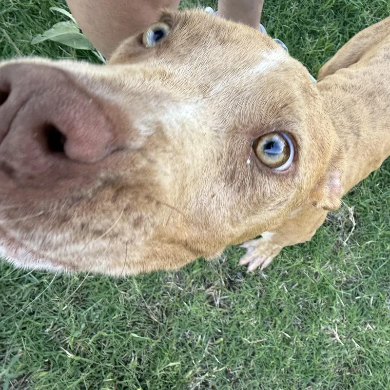 A baby medium-sized male Pit Bull Terrier dog named Loki for adoption in Dripping Springs, TX