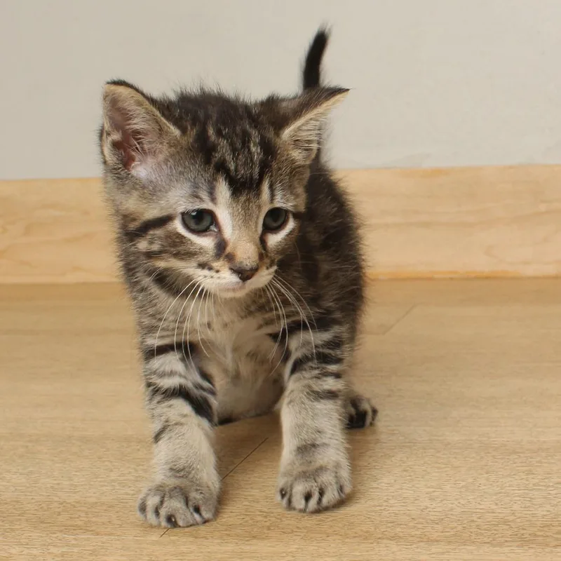 A baby small-sized male Brown / Chocolate Domestic Short Hair cat named Schroeder C for adoption in Minnetonka, MN
