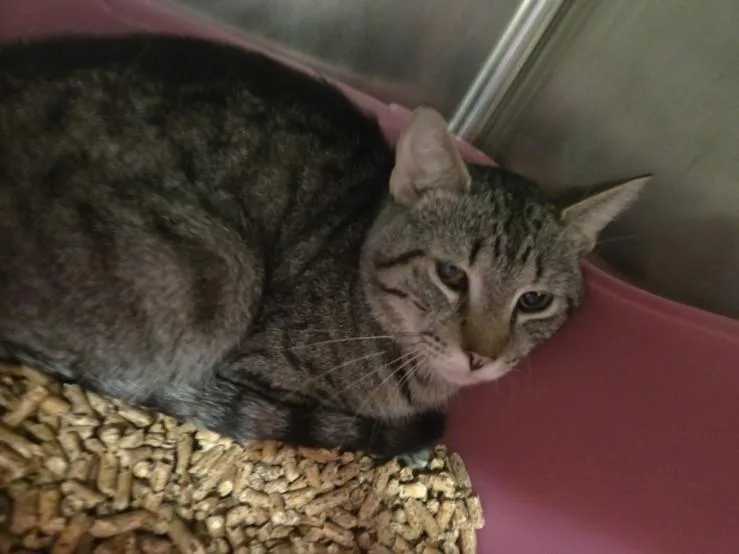 A young small-sized male Domestic Short Hair cat named Kenneth for adoption in Hagerstown, MD