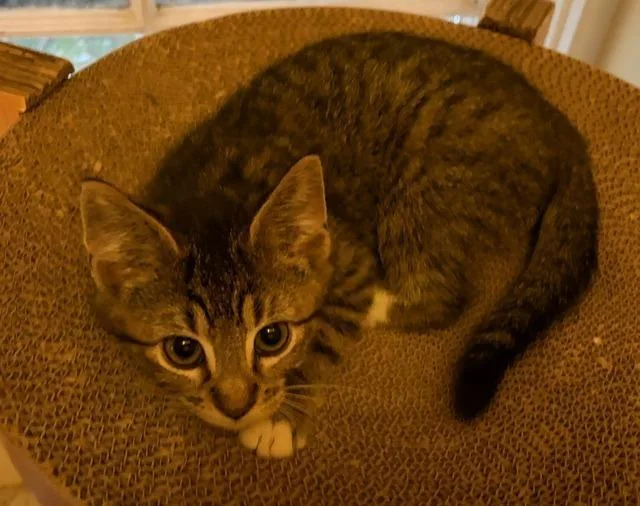 A baby medium-sized male Domestic Medium Hair cat named Clover for adoption in Shoreline, WA
