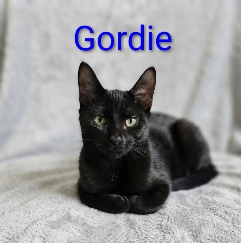 A baby medium-sized male Black Bombay cat named Gordie for adoption in Wyandotte, MI