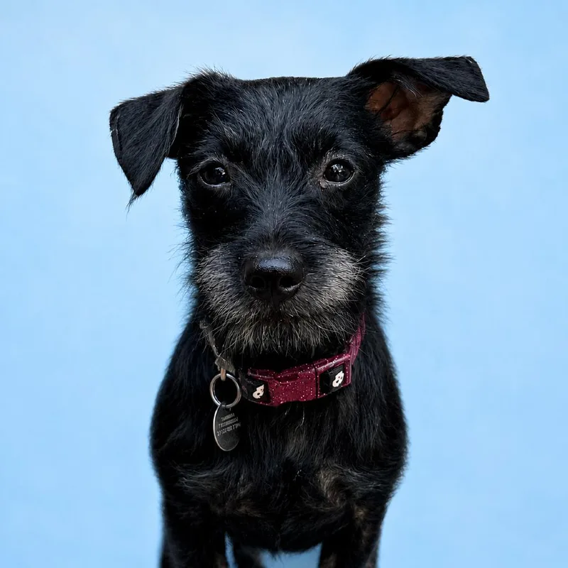 An adult small-sized female Black Chihuahua dog named Jane for adoption in Flower Mound, TX