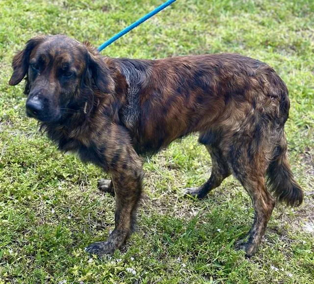 An adult large-sized male German Shepherd Dog dog named Apollo for adoption in Fort Lauderdale, FL