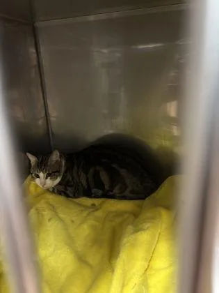 An adult medium-sized male Domestic Short Hair cat named Gravy for adoption in Seattle, WA