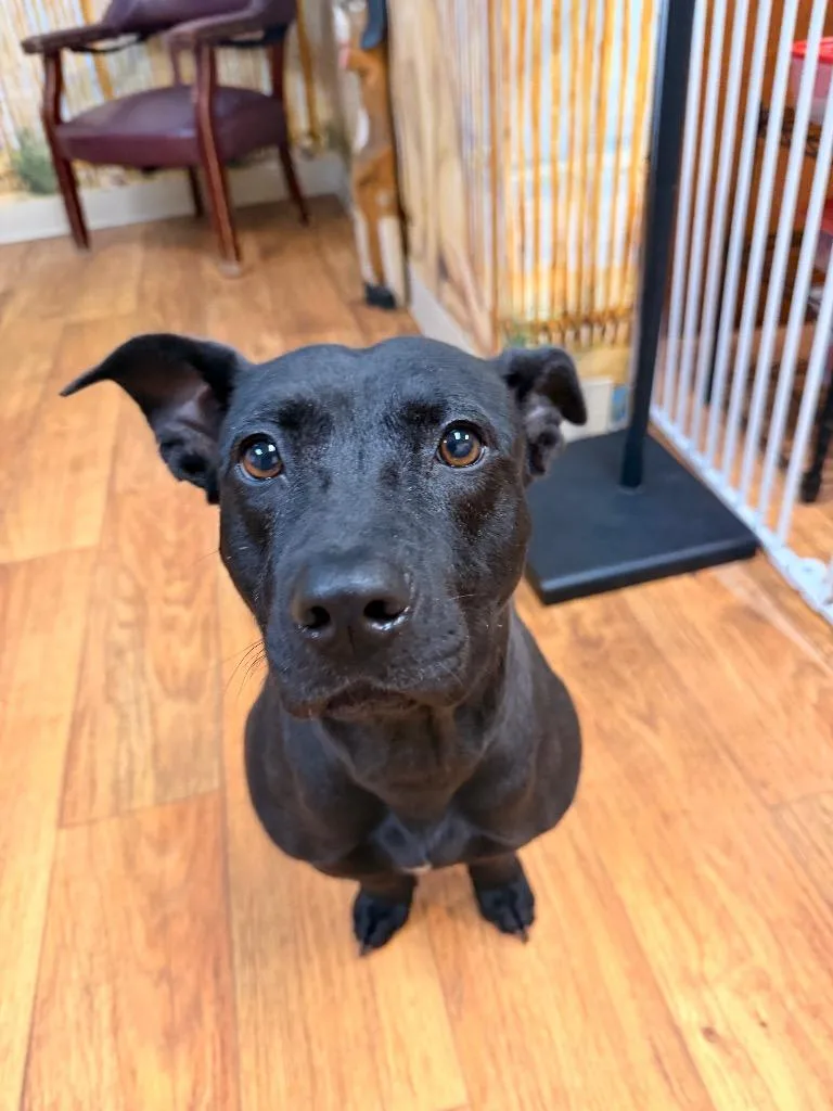 An adult medium-sized female Mixed Breed dog named Rosaria for adoption in Ocala, FL