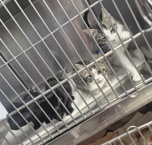 A baby small-sized male Domestic Short Hair cat named Dosido for adoption in Decatur, IL