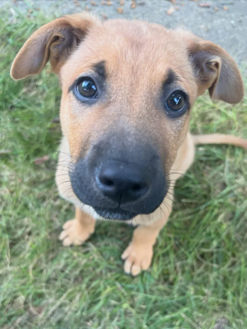 A baby medium-sized male Shepherd dog named Cosmic Litter for adoption in Detroit, MI