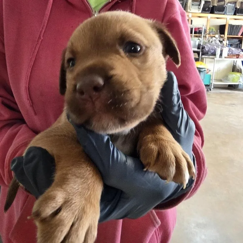 A baby medium-sized female Red / Chestnut / Orange Mixed Breed dog named Sandy for adoption in Denison, TX