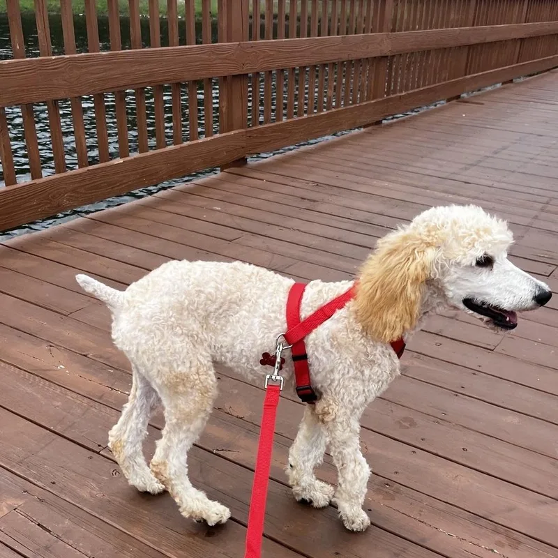 A baby medium-sized female Goldendoodle dog named Ginger for adoption in Orlando, FL