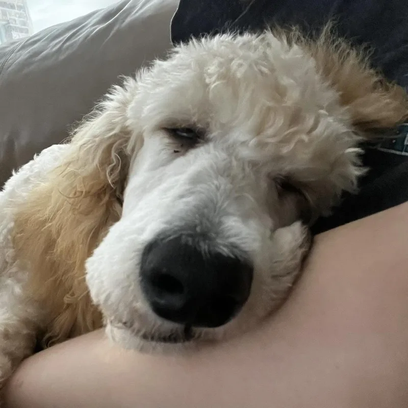 Ginger thumbnail 2