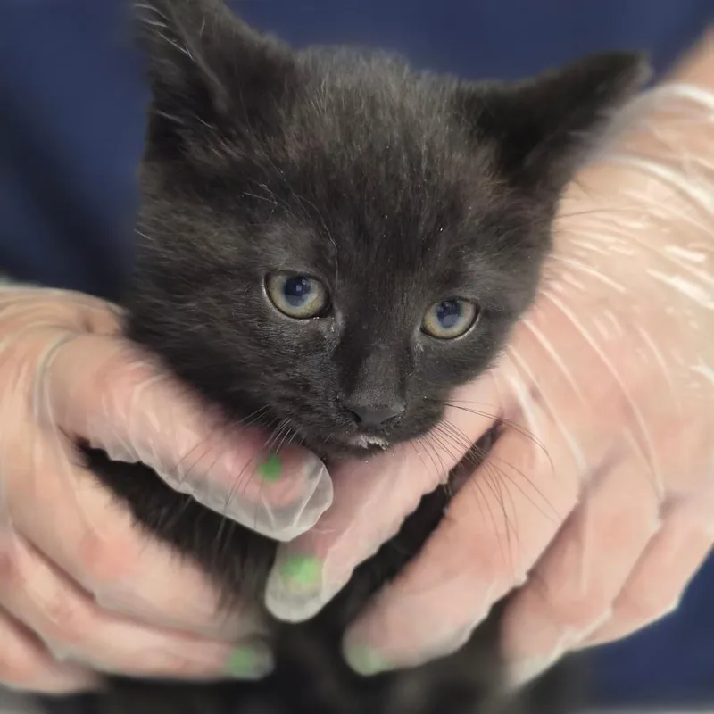 A baby small-sized male Black Domestic Short Hair cat named King for adoption in Newark, NJ