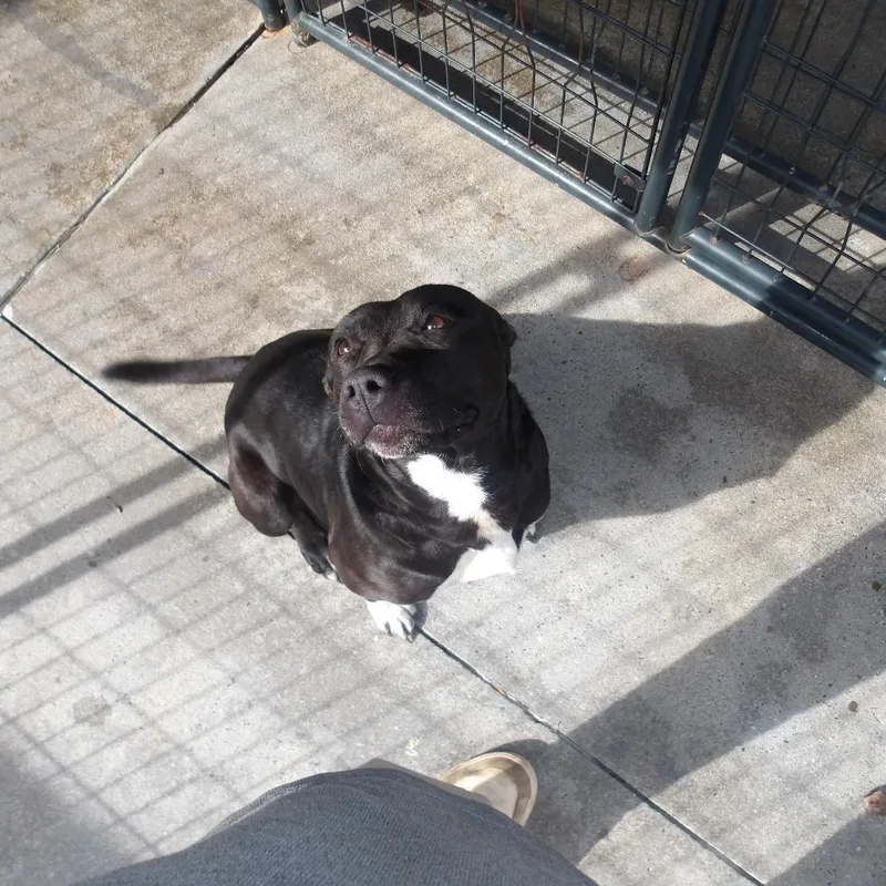 An adult medium-sized female Black Terrier dog named Sheba for adoption in Marble, NC