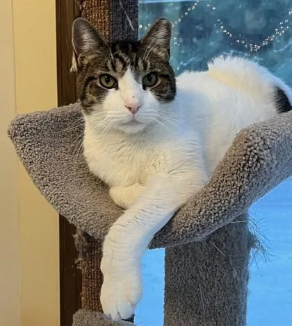 A senior small-sized male Domestic Short Hair cat named Wilson for adoption in Maumee, OH