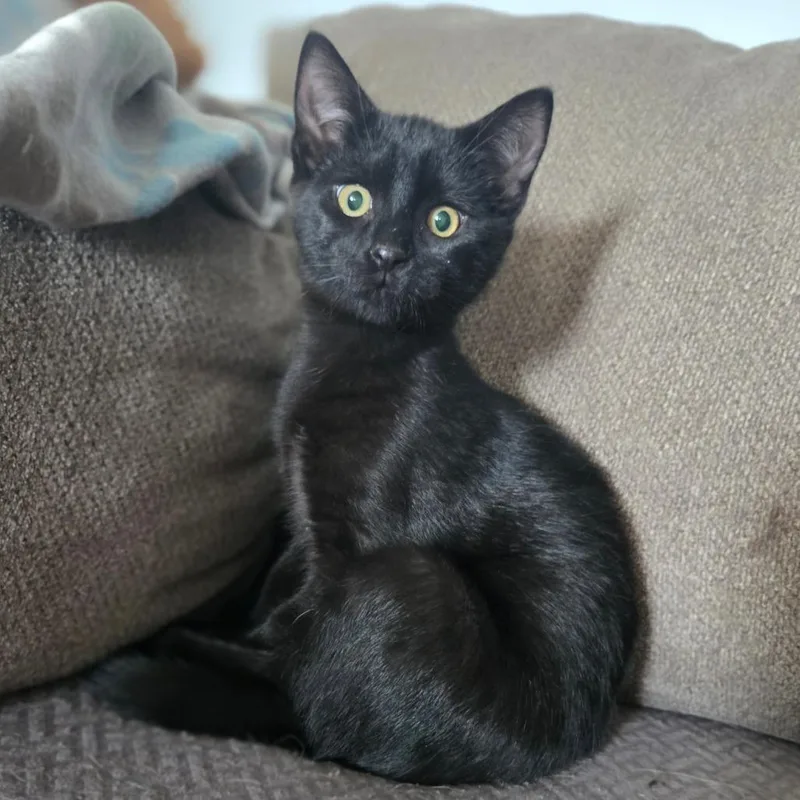 A baby small-sized female Black Domestic Short Hair cat named Etta for adoption in Ephrata, PA