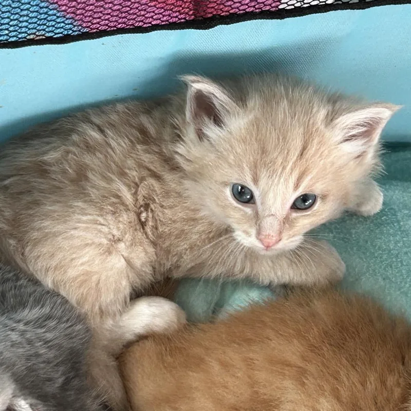A baby small-sized male Buff / Tan / Fawn Domestic Long Hair cat named Danny for adoption in Ferndale, MI