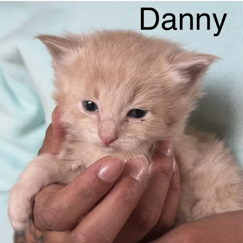 Danny thumbnail 4