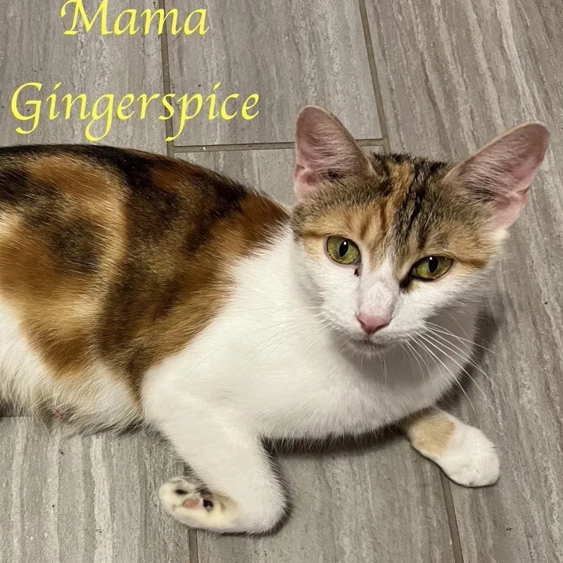An adult medium-sized female Calico Domestic Short Hair cat named Mama Gingerspice...sweet as sugar for adoption in Murfreesboro, TN