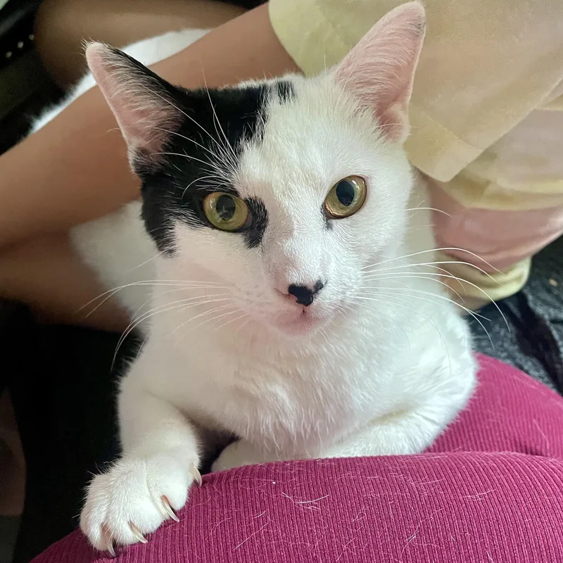 An adult medium-sized female Domestic Short Hair cat named Sweet Pea for adoption in LAKE HOPATCONG, NJ