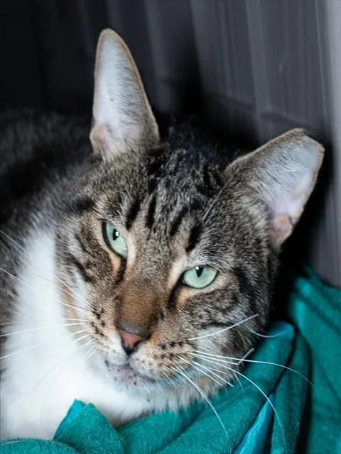A young small-sized male Domestic Short Hair cat named Mr. Basement Fiv+ for adoption in Boston, MA
