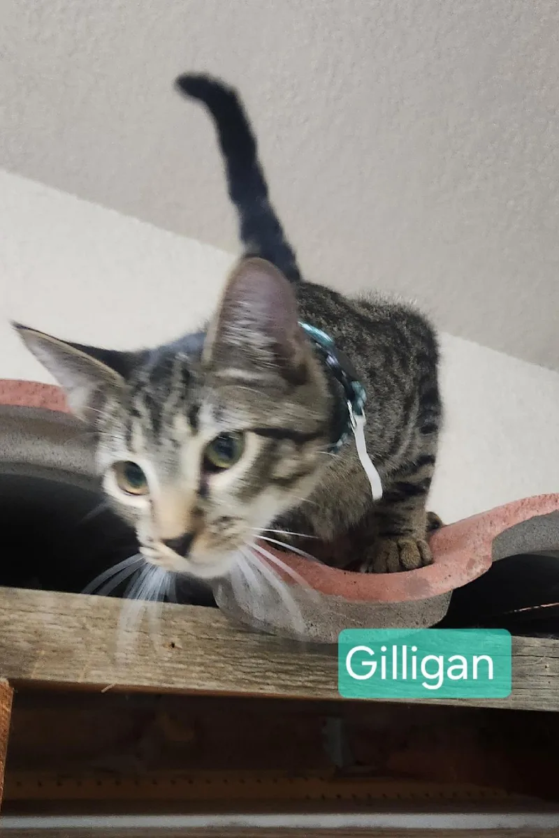 Gilligan thumbnail 2