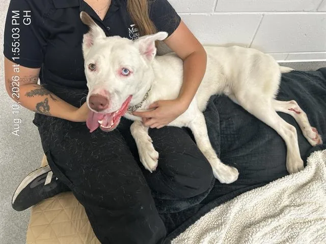 An adult large-sized male Siberian Husky dog named A for adoption in Ocala, FL