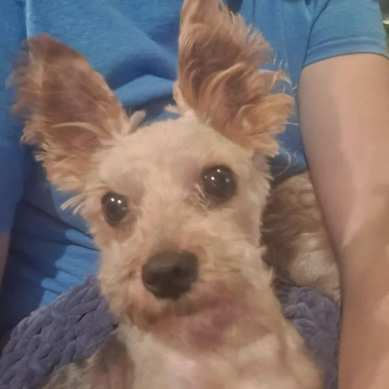 A senior small-sized male Brown / Chocolate Yorkshire Terrier dog named Sway for adoption in Raleigh, NC