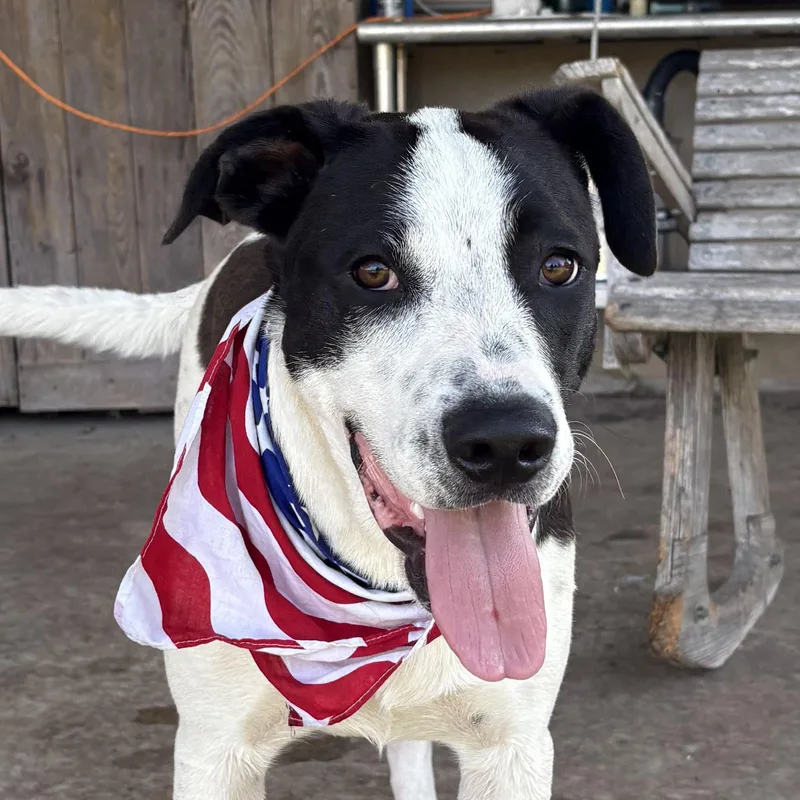 A young large-sized male Harlequin English Pointer dog named Smee for adoption in Boerne, TX
