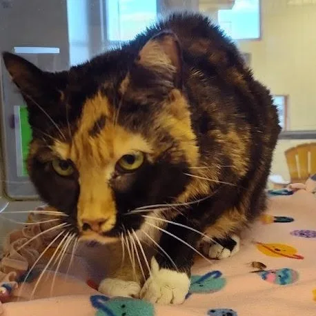 An adult medium-sized female Tortoiseshell cat named Buttermilk for adoption in Cedar Rapids, IA