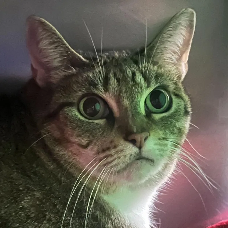 A senior extra large-sized male Brown / Chocolate Domestic Short Hair cat named George for adoption in Owosso, MI