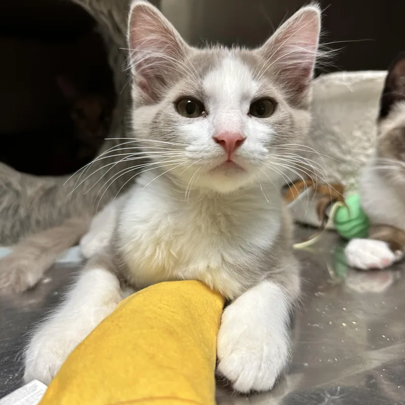 A baby medium-sized male Domestic Medium Hair cat named Kona for adoption in Sacramento, CA