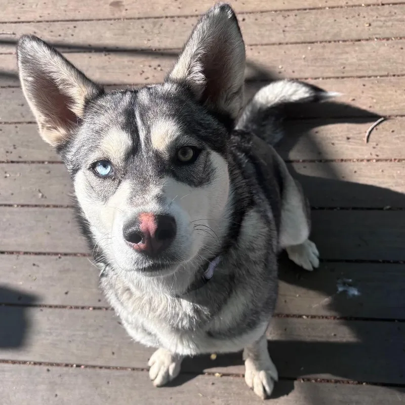 A young large-sized female Gray / Blue / Silver Husky dog named Katya for adoption in Buffalo, MN