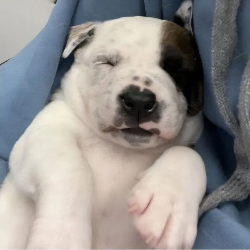 A baby medium-sized male White / Cream Mixed Breed dog named Artie for adoption in Alexandria, VA
