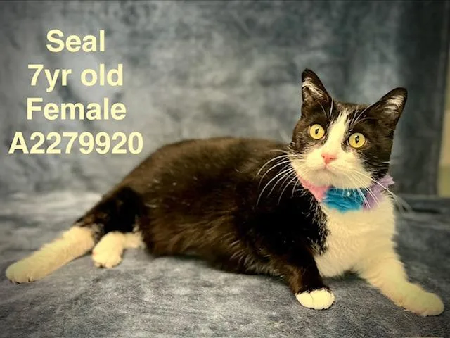 An adult small-sized female Domestic Short Hair cat named Panda for adoption in Van Nuys, CA