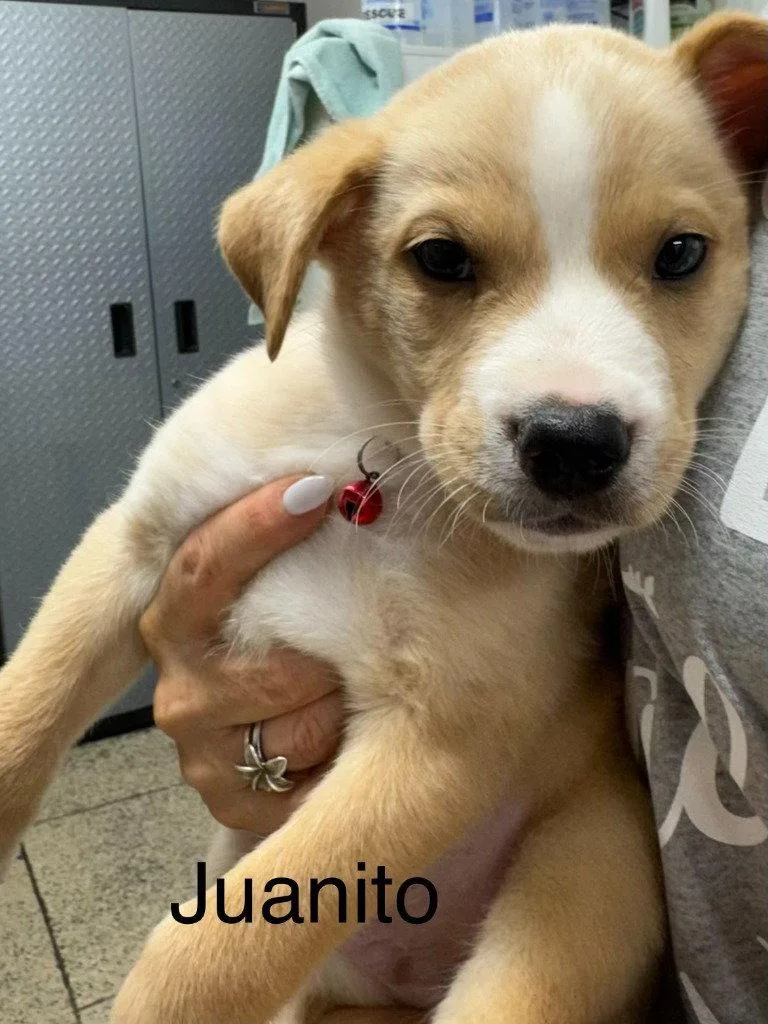 Juanito