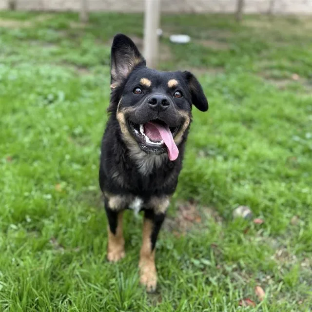 An adult small-sized male Australian Kelpie dog named Bear for adoption in Modesto, CA