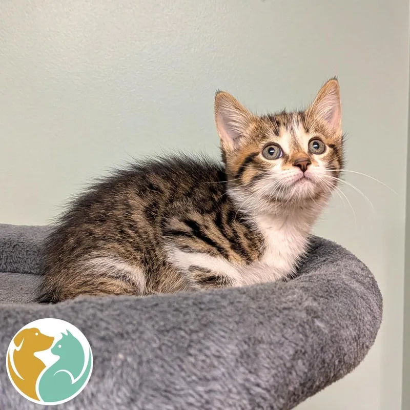 A baby small-sized male Brown / Chocolate Domestic Short Hair cat named Scout for adoption in Toledo, OH