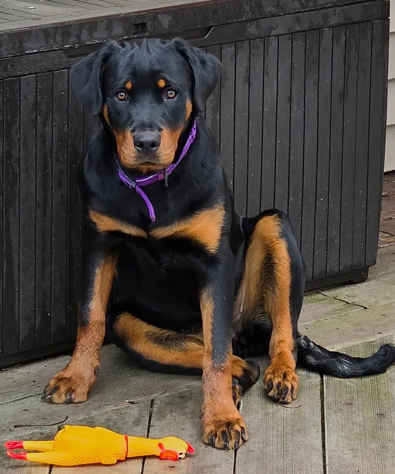 Anja